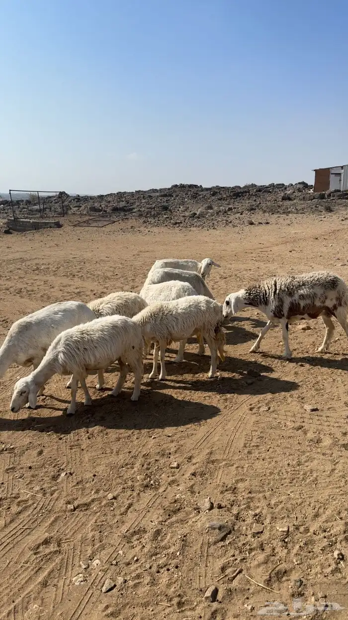 ضان دفيع كفو كفو . 2
