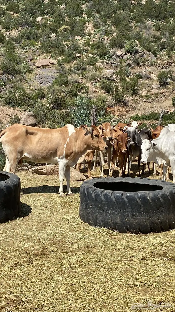 بقر بلدي مقاني للبيع مراح كامل 8