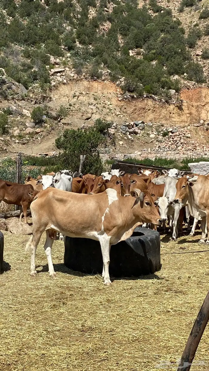 بقر بلدي مقاني للبيع مراح كامل 1