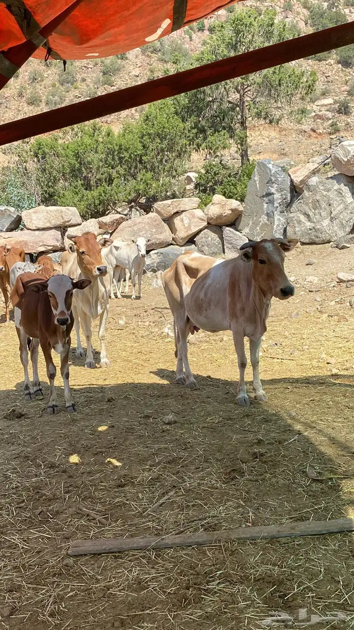 بقر بلدي مقاني للبيع مراح كامل 7