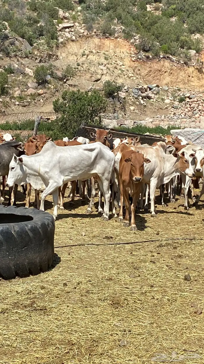 بقر بلدي مقاني للبيع مراح كامل 11