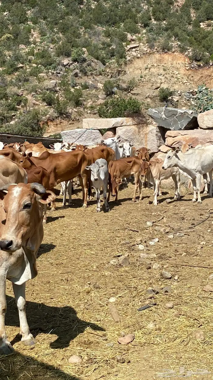 بقر بلدي مقاني للبيع مراح كامل 3
