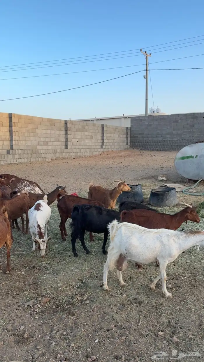 52 معزا معها 3 فحول دفيع وحصيب 2