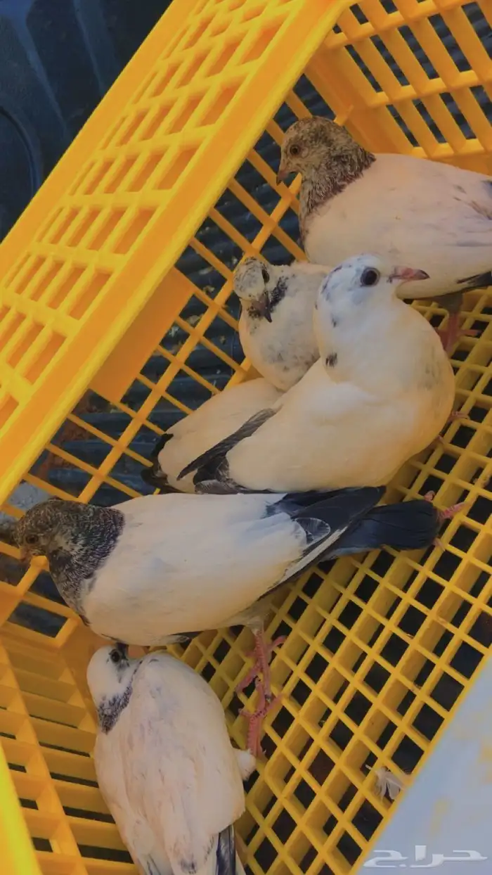 فروخ حمام هندي 1