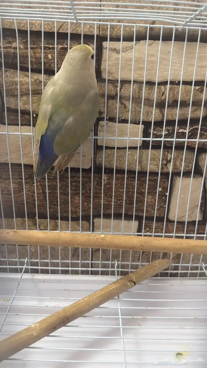 جوز روز 11