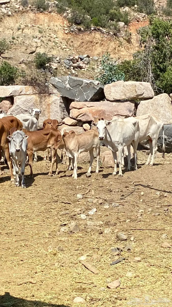 بقر بلدي مقاني للبيع مراح كامل 6