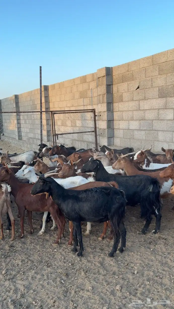 52 معزا معها 3 فحول دفيع وحصيب 4