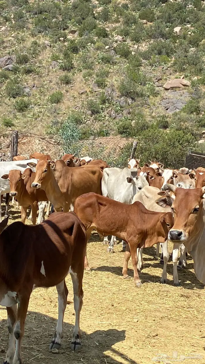 بقر بلدي مقاني للبيع مراح كامل 4
