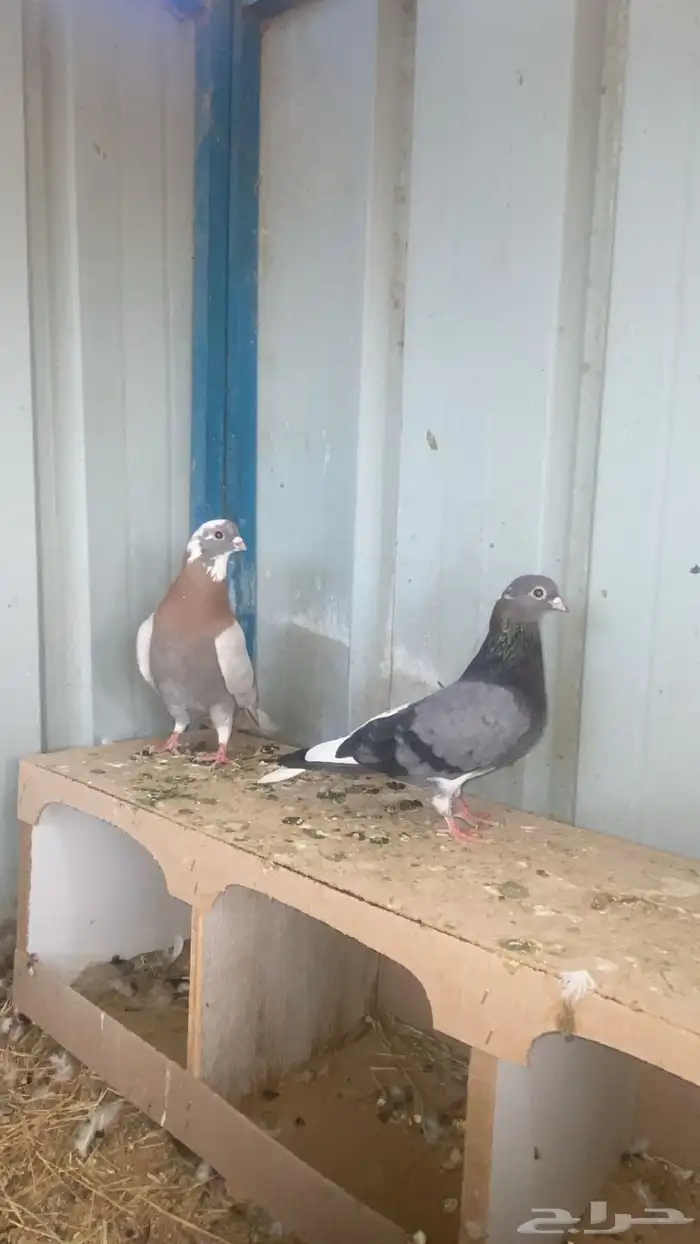 قطايف 1