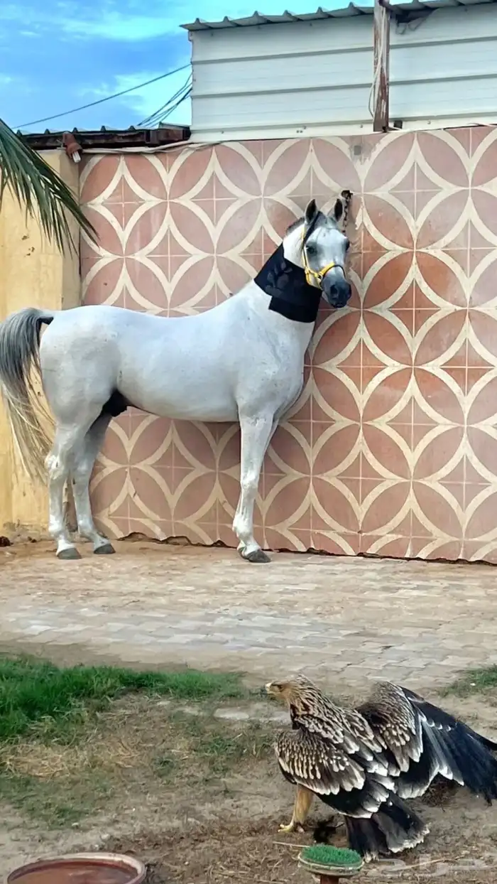 حصان فحل مربط 2