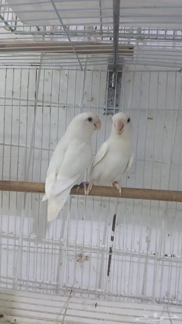 جوزين روز البينون عيون حمر 0