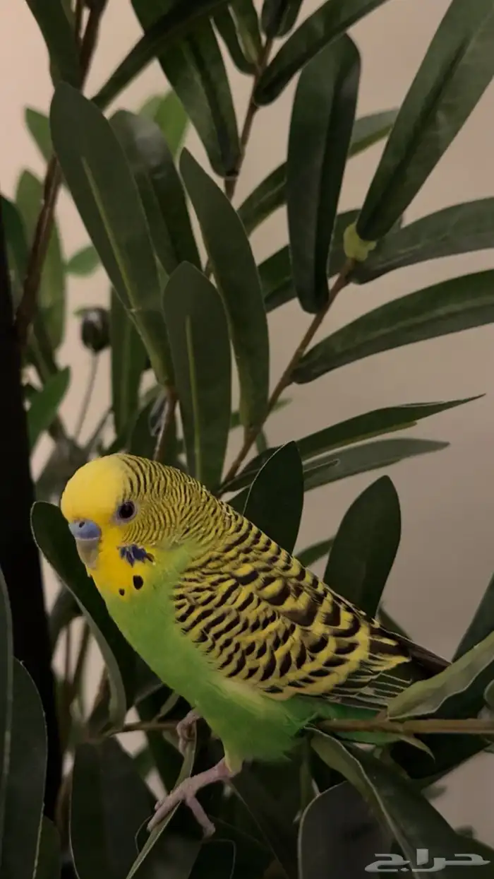 طيور الحب بادجي 0