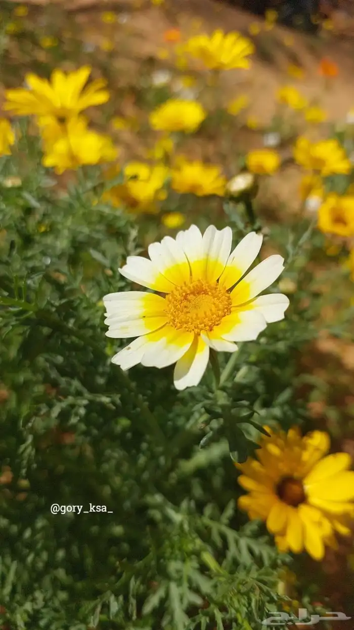 بذور ازهار الاقحوان البستاني 3