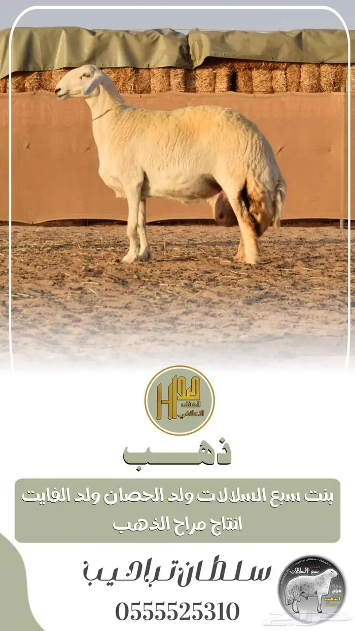 رخال حريه صنف الصنف 2