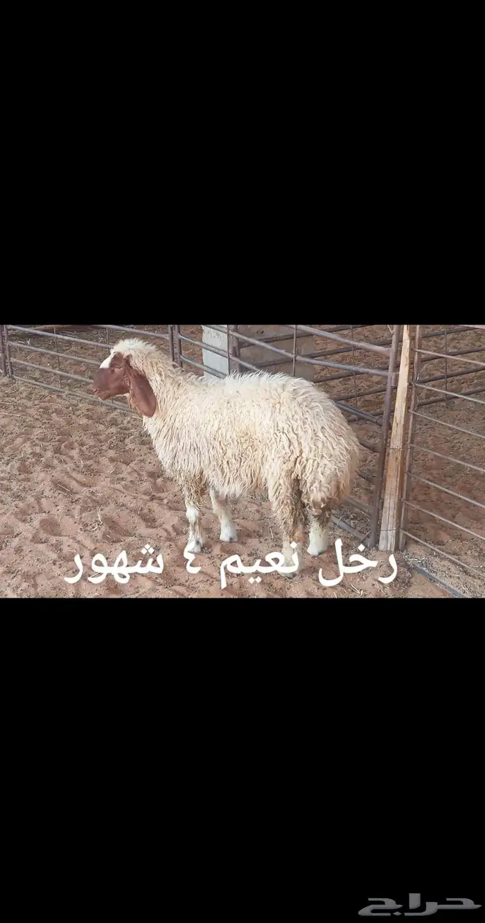 ذبايح .. ثلاجه 1