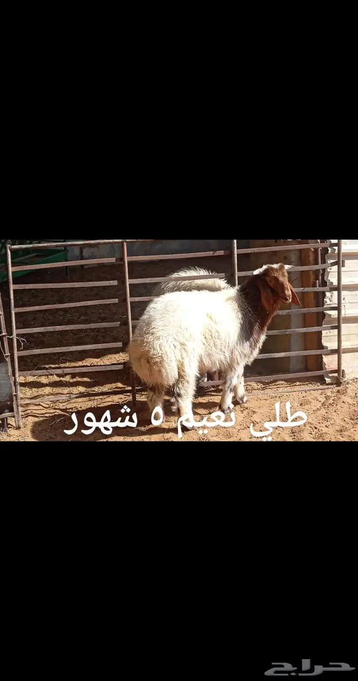 ذبايح .. ثلاجه 0