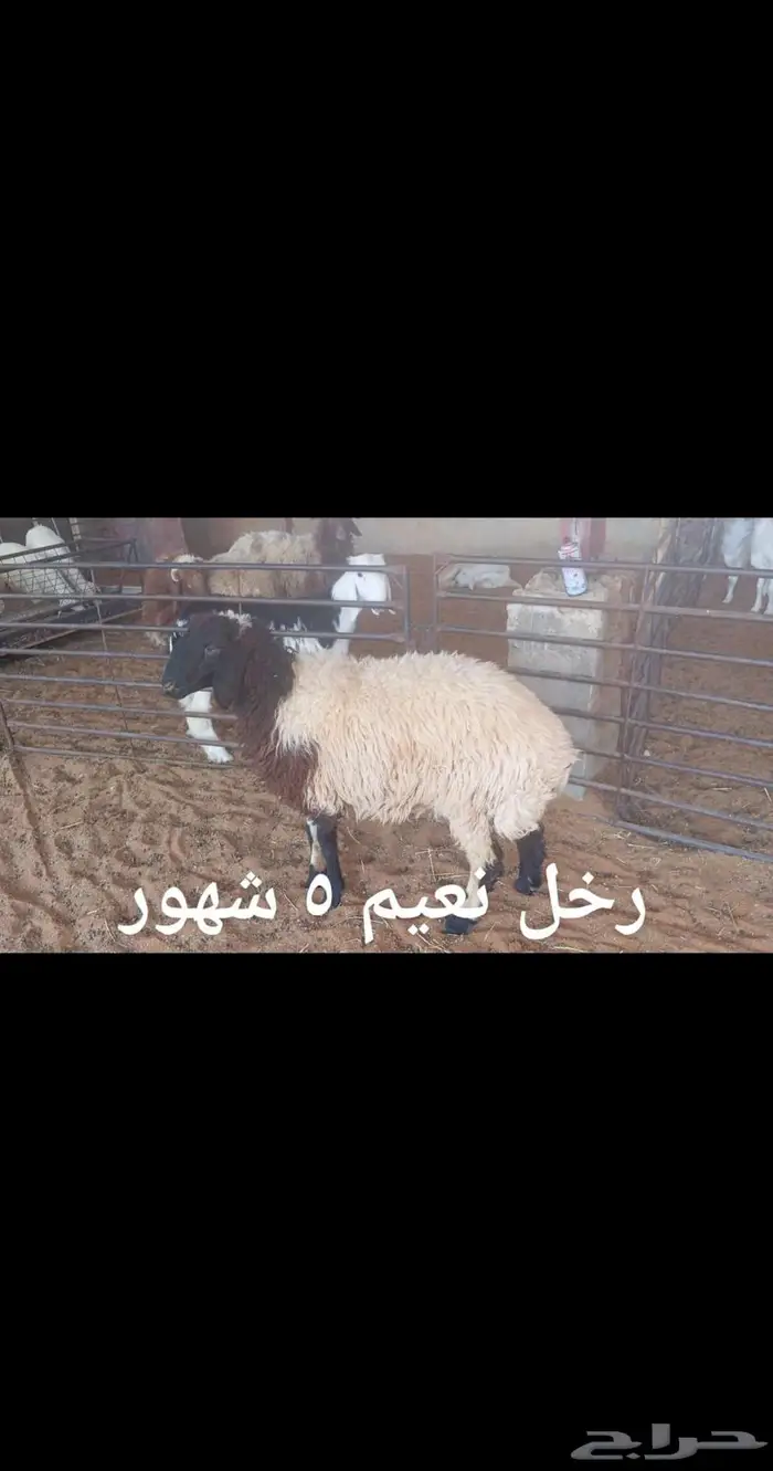 ذبايح .. ثلاجه 6
