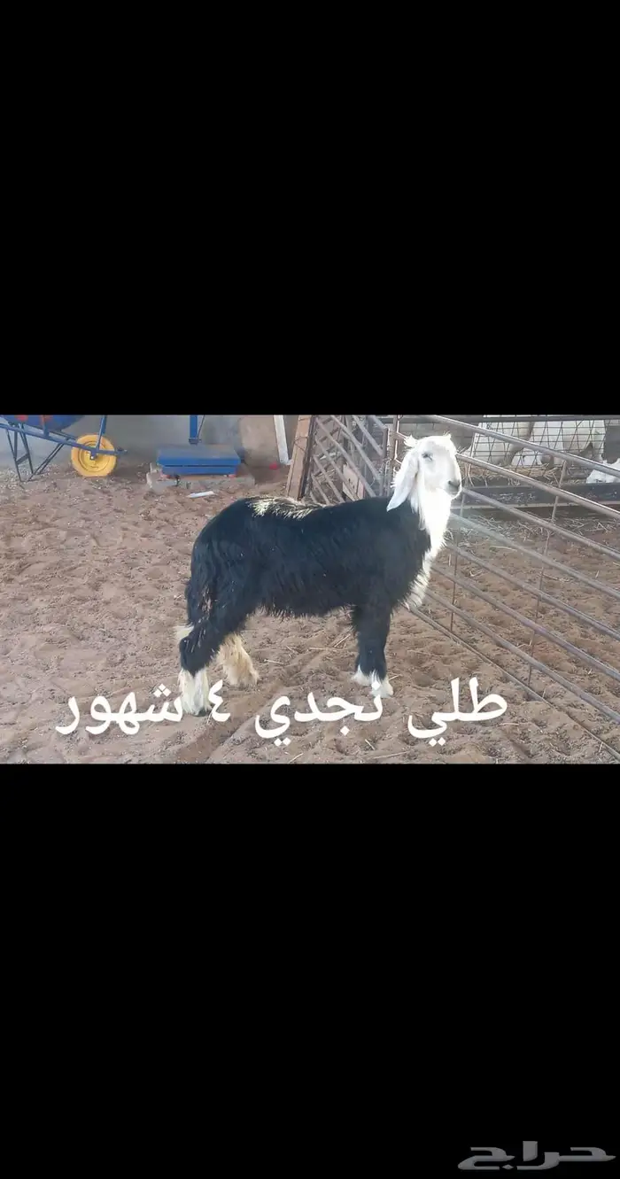 ذبايح .. ثلاجه 14