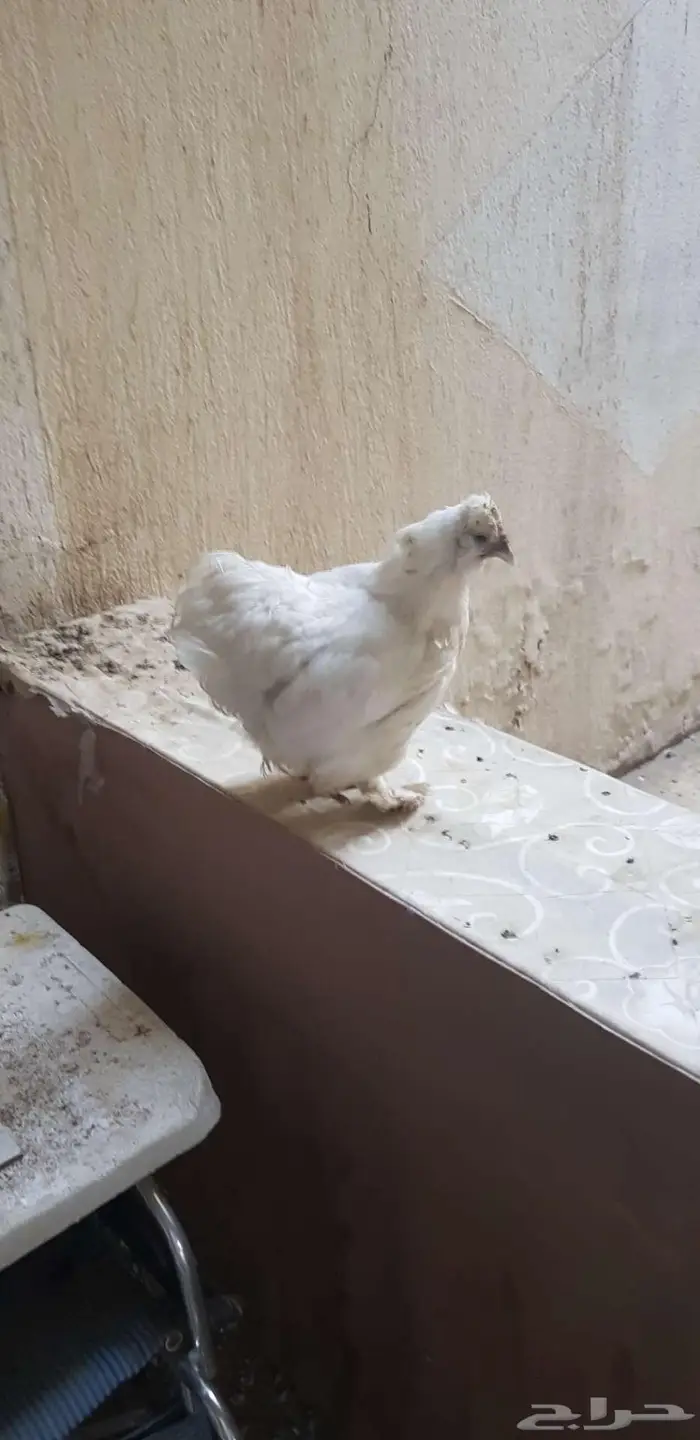 دجاجه هجين كوشن سلكي 0