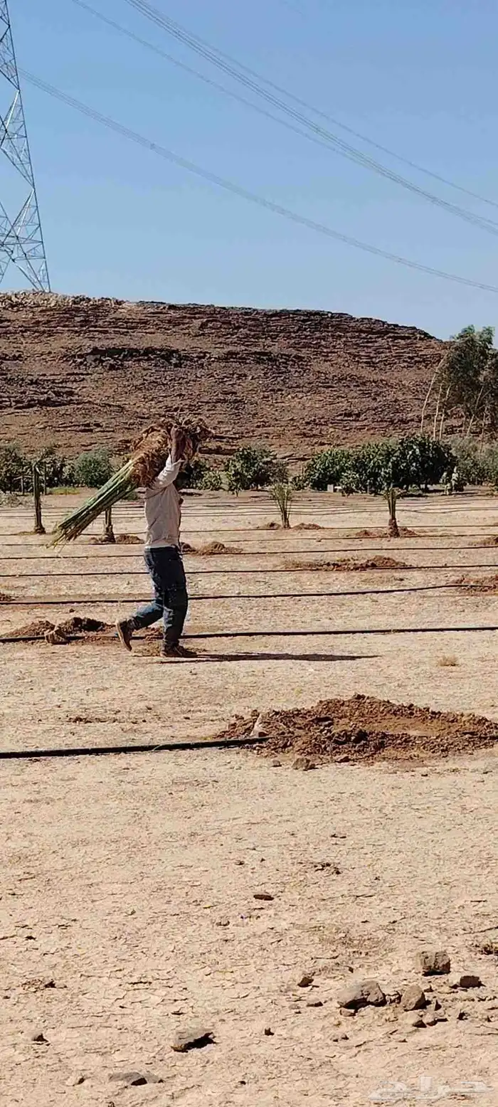 يوجد لدينا أشجار ونخيل 3