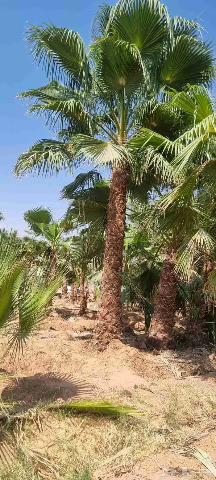 نخل واشنطني للبيع 1