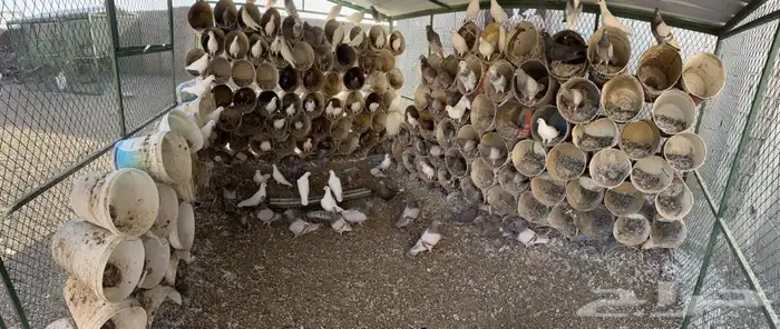 للبيع حمام مشكل مصري وفرنسي ابيض وسلفر عدد 54 جوز تزود 1