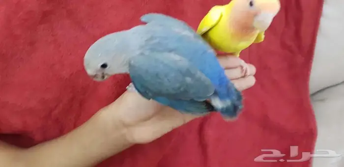 روز اليف وهدد 2 مع الصغير والكبير 2