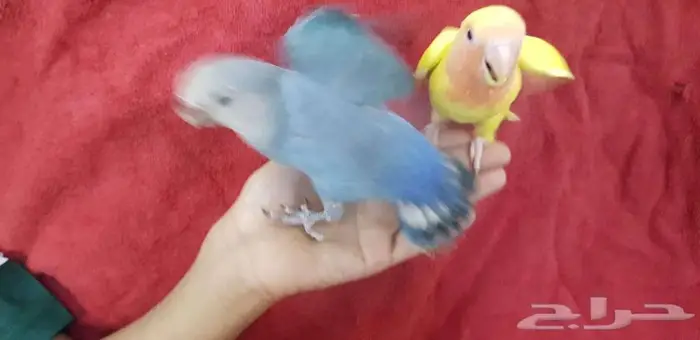 روز اليف وهدد 2 مع الصغير والكبير 3