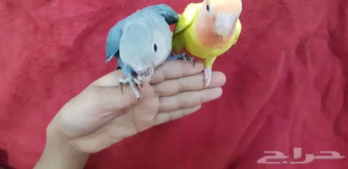 روز اليف وهدد 2 مع الصغير والكبير 0