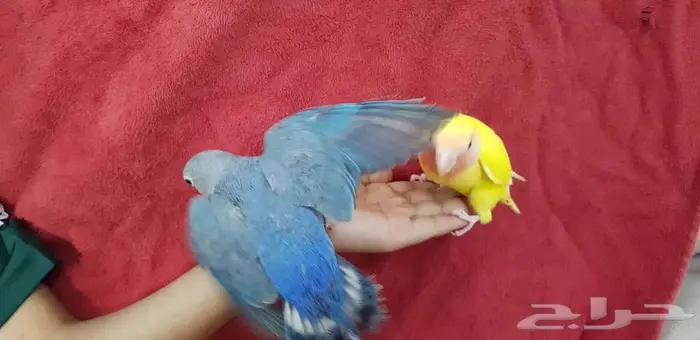 روز اليف وهدد 2 مع الصغير والكبير 1