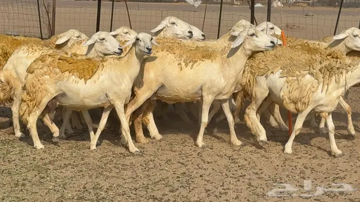 غنم صنف 40 اغلبها رخال 1
