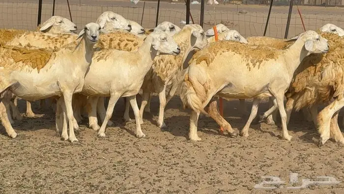 غنم صنف 40 اغلبها رخال 0