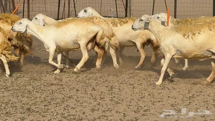 غنم صنف 40 اغلبها رخال 3