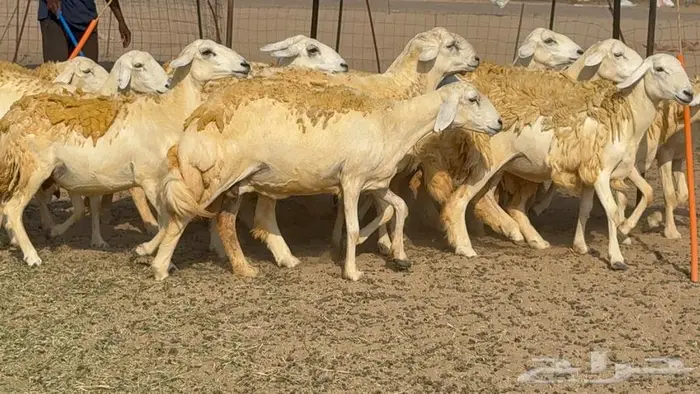 غنم صنف 40 اغلبها رخال 2