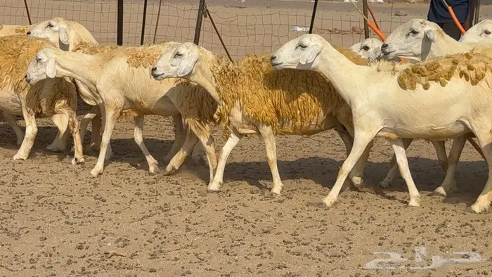 غنم صنف 40 اغلبها رخال 6