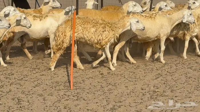 غنم صنف 40 اغلبها رخال 10