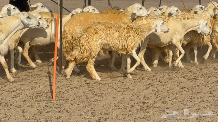 غنم صنف 40 اغلبها رخال 9