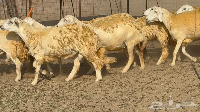 غنم صنف 40 اغلبها رخال 15