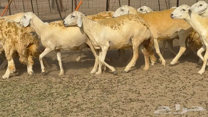 غنم صنف 40 اغلبها رخال 14
