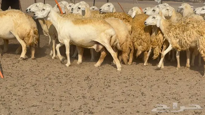 غنم صنف 40 اغلبها رخال 21