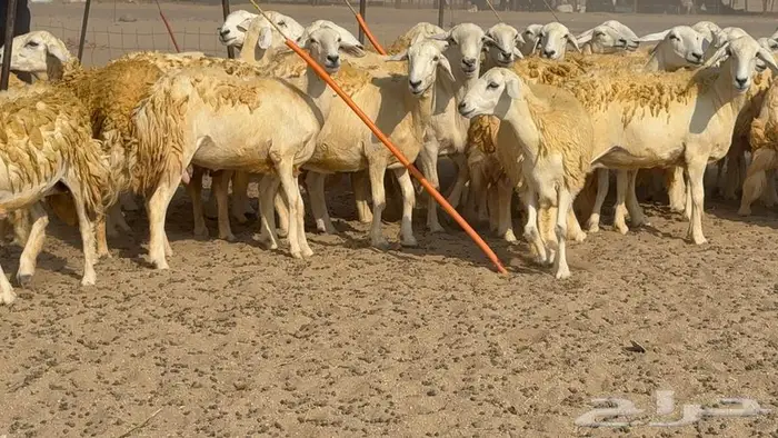 غنم صنف 40 اغلبها رخال 16