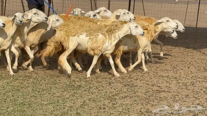 غنم صنف 40 اغلبها رخال 11