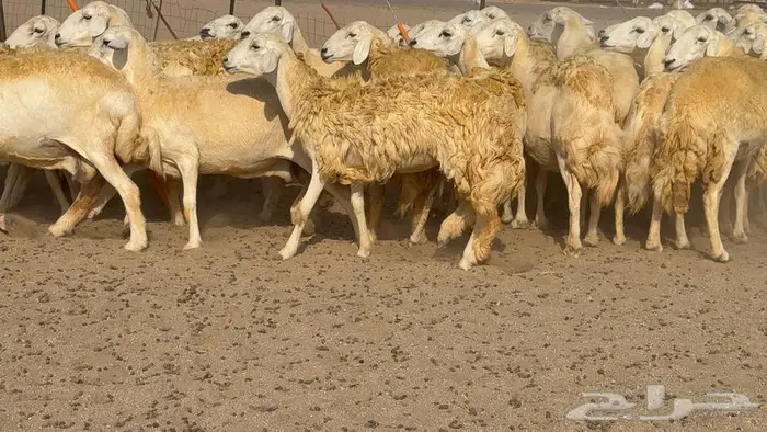 غنم صنف 40 اغلبها رخال 19