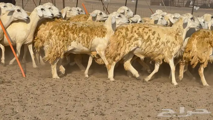 غنم صنف 40 اغلبها رخال 20