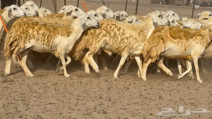 غنم صنف 40 اغلبها رخال 23