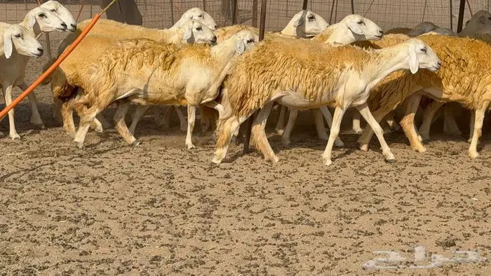 غنم صنف 40 اغلبها رخال 24