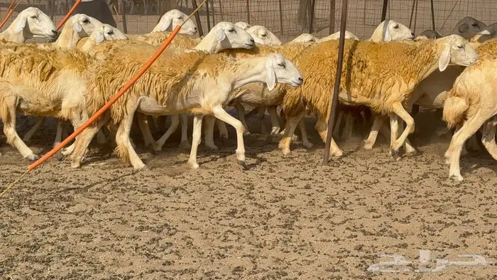 غنم صنف 40 اغلبها رخال 25