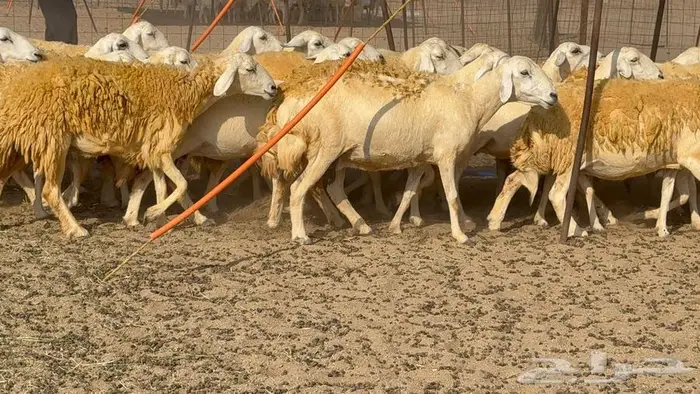 غنم صنف 40 اغلبها رخال 26