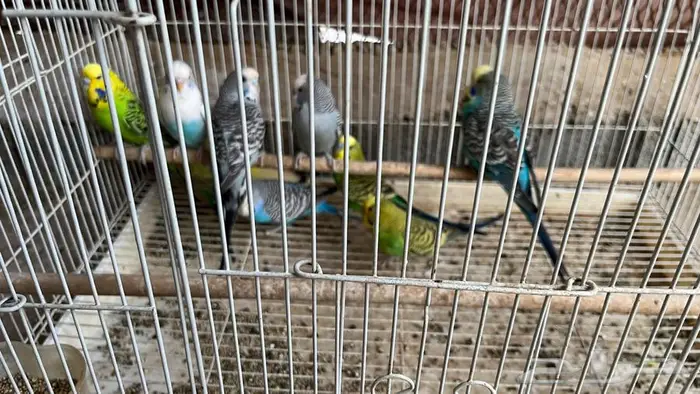 للبيع طيور حب بادجي جمله 3