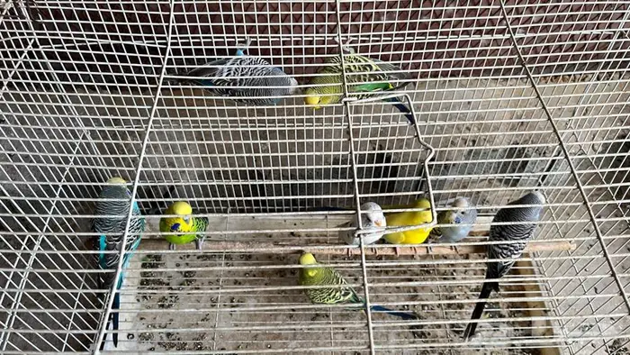 للبيع طيور حب بادجي جمله 6